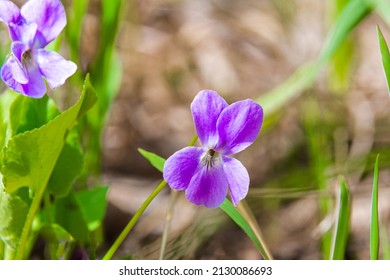 4,418 imágenes de Perennial plant viola - Imágenes, fotos y vectores de  stock | Shutterstock