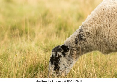 Close-up of a freerange sheep with head down grazing in long grass. Organic free range farming with profile image of a ewe with side view of head and neck feeding on wild pasture UK.