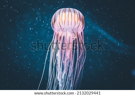 A closeup of free-swimming jellyfish underwater