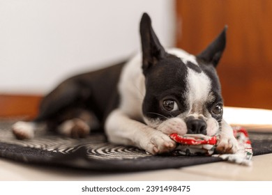 A closeup of a French bulldog playing with a toy, lying on a rug