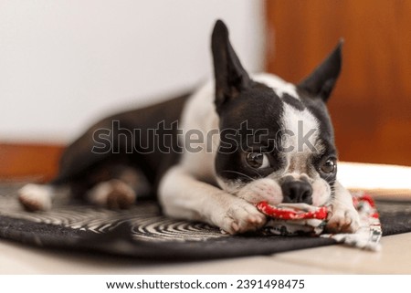 A closeup of a French bulldog playing with a toy, lying on a rug