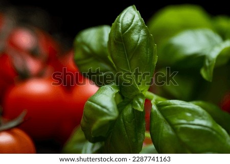 Close-up of fresh basil with tomatoes in the background