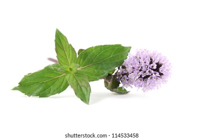 16,263 Peppermint Flower Images, Stock Photos & Vectors | Shutterstock