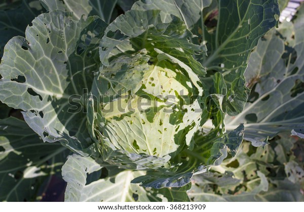 Close-up of fresh cabbage has worm in the\
vegetable garden.