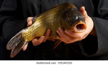 Close-up Of Fresh Carp In Hands On A Dark Background. Woman Cook In A Black Jacket Is Holding A Fish. Cooking