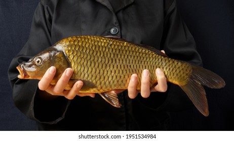 Close-up Of Fresh Carp In Hands On A Dark Background. Woman Cook In A Black Jacket Is Holding A Fish. Cooking