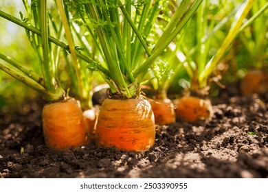 Close-up of fresh carrots growing in rich soil, showcasing their vibrant orange roots and green leafy tops, illuminated by sunlight. - Powered by Shutterstock