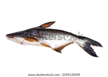 Closeup of Fresh Catfish, Siriped Catfish or shark catfishes.  Pangasianodon hypophthalmus of Thailand with isolated white background.