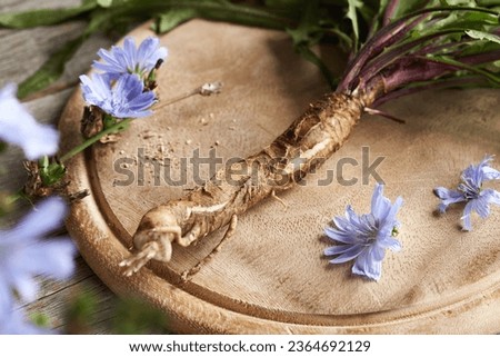 Closeup of fresh chicory root with leaves and flowers. Herbal medicine. Foto stock © 