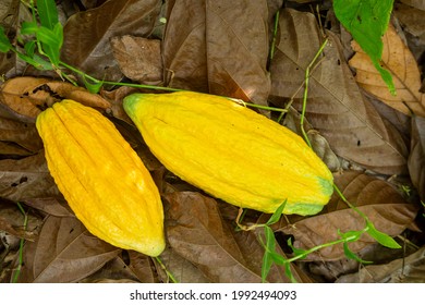 Closeup of fresh cocoa fruit for making chocolate on farm harvest in Amazon rainforest. Concept of food, ecology, environment, biodiversity, agriculture, healthy, vitamin. Theobroma cacao .