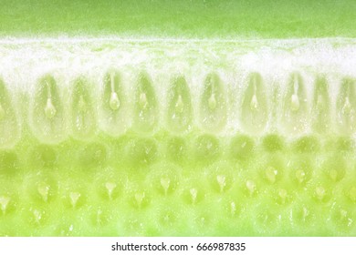 Close-up of fresh cucumber. Macro. Background of a fresh cucumber