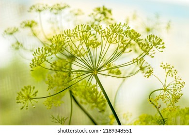 Close-up Of A Fresh Dill (Anethum Graveolens) Growing In The Garden