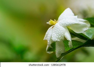 317 Gardenia with dew drops Images, Stock Photos & Vectors | Shutterstock