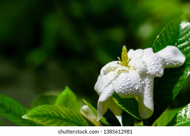 317 Gardenia with dew drops Images, Stock Photos & Vectors | Shutterstock