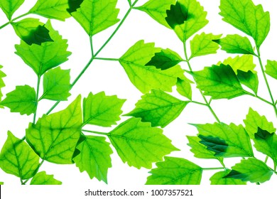 Closeup fresh green leaves isolated on white background