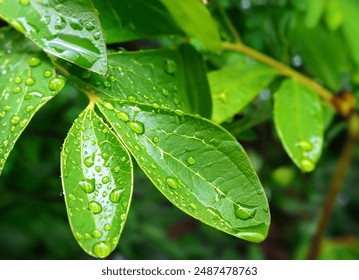 Close-up of fresh green leaves with water droplets, showcasing nature's beauty and freshness. Water droplets on leaves are beautiful part of nature. - Powered by Shutterstock