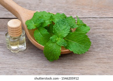 Closeup fresh green mint (spearmint) leaves in wooden spoon and small glass bottle of extracted essential oil isolated on old wood board  background. Natural herbal medical aromatic plant concept.