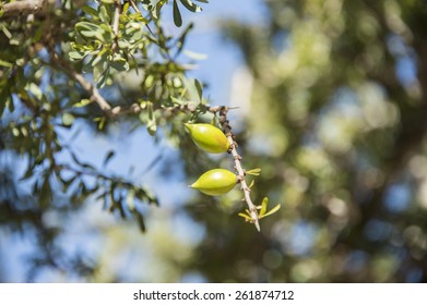 Closeup of fresh green olive nuts growing in an olive tree in Morocco in the spring.