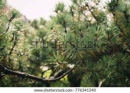closeup fresh green pine branches