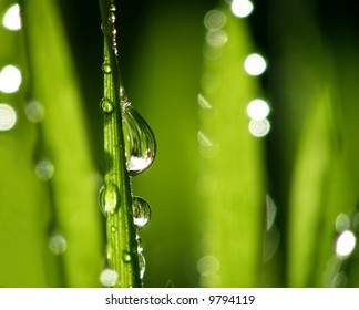 Close-up of fresh green straws with water as a background