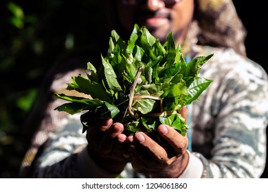 closeup fresh green tea leaves. - Shutterstock ID 1204061860