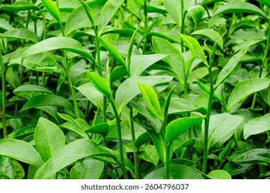 Close-Up of Fresh Green Tea Leaves in a Lush Tea Plantation in Chiang Rai, Thailand. - Powered by Shutterstock - Get 15% off with code: PIKWIZARD15