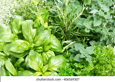 Closeup Of Fresh Herbs. Parsley, Basil, Rosemary, Thyme, Mint, Marjoram