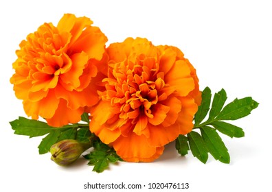 closeup of fresh marigold flower isolated on white