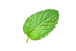 Close-up Fresh Mint Leaf Isolated On White Background. Clipping Path.