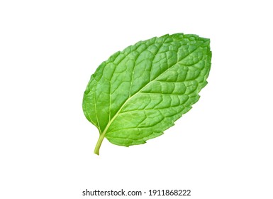 Close-up fresh Mint leaf isolated on white background. clipping path. - Shutterstock ID 1911868222