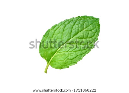 Close-up fresh Mint leaf isolated on white background. clipping path.
