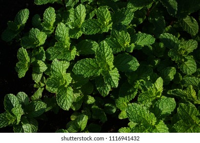 Closeup of fresh mints leaf
