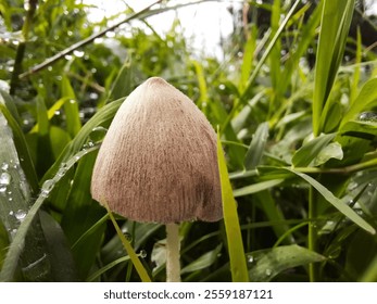 Close-up Fresh mushrooms among dewy green grass - Powered by Shutterstock