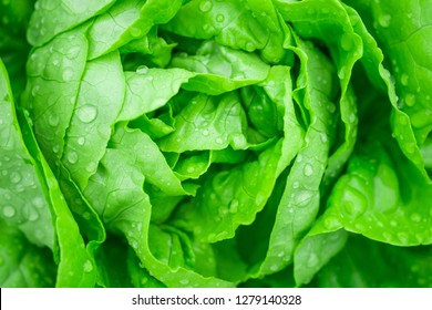 Closeup Fresh Organic Green Leaves Lettuce Salad Plant In Hydroponics Vegetables Farm System