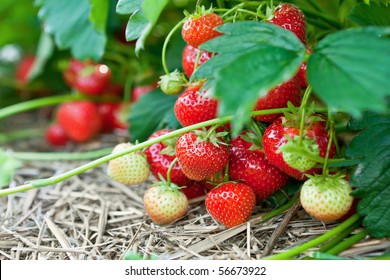 Nahaufnahme frischer organischer Erdbeeren, die auf den Rebstöcken wachsen