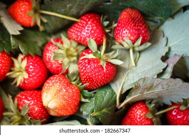 Closeup of fresh organic strawberries with leaf background