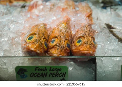 A Closeup Of A Fresh Pacific Ocean Perch Fish On Ice For Sale In A Market