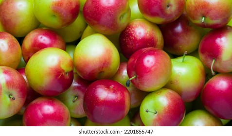 Close-up Fresh Plum. Juicy Cherry Plums Of Spring. Fruit Background Texture