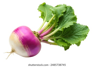 A close-up of fresh purple and white turnips. Perfect for healthy eating, cooking, and farming concepts.
 - Powered by Shutterstock