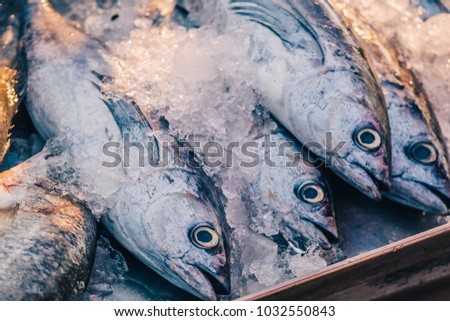 Closeup of Fresh Raw Short Mackerel or Shortbodied Mackerel (Rastrelliger brachysoma Fish) on Ice in the local open market against golden sunbeam as fishery industry or Asian fish market background
