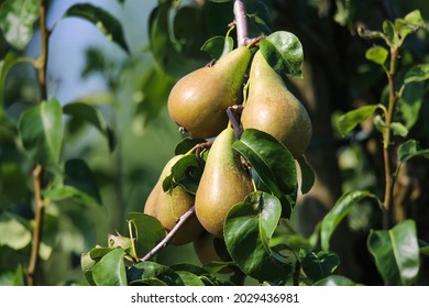 Closeup of fresh ripe pears (pyrus communis abate betel fetel) hanging in tree with green leaves in summer (focus on upper left fruit) - Powered by Shutterstock