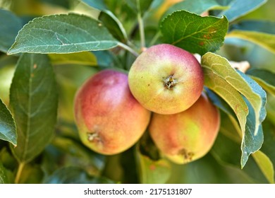 Closeup Of Fresh And Ripe Red Apples Growing On Trees For Harvest In A Sustainable Orchard Outdoors On A Sunny Day. Juicy, Nutritious And Ripe Produce Growing In Seasonal On An Organic Fruit Farm