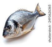 Close-up of fresh Sea Bream against white background