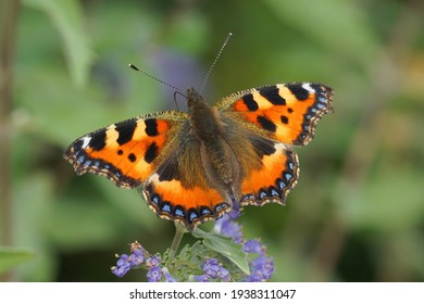 Closeup of a fresh small tortoiseshell butterfly, Aglais urticae , with open wings on blue flowers of bluebeard, Caryopteris incana