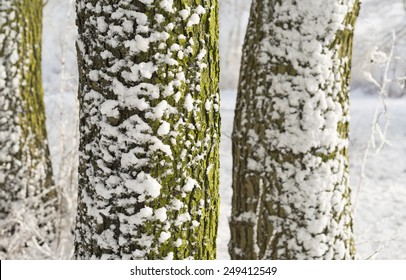 Close-up Of Fresh Snow On A Tree Trunk In Winter Landscape