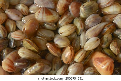 1,909 Wedge shells Images, Stock Photos & Vectors | Shutterstock