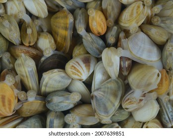 1,909 Wedge shells Images, Stock Photos & Vectors | Shutterstock