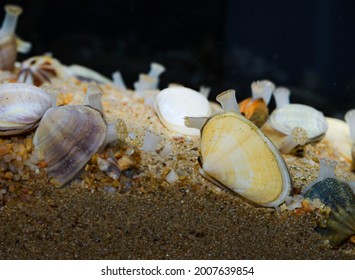 1,909 Wedge shells Images, Stock Photos & Vectors | Shutterstock