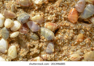 1,909 Wedge shells Images, Stock Photos & Vectors | Shutterstock