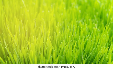 1,023,072 Green grains Images, Stock Photos & Vectors | Shutterstock